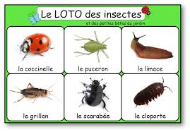 Le Loto Des Insectes Et Des Petites Betes Du Jardin Loto Insectes A Imprimer Loto Enfant Loto Insectes