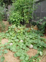 It boggles the mind that such a heavy fruit can be hung! How To Grow Cantaloupe Honeydew Melons