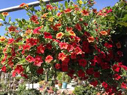 Image result for foto Million Bells