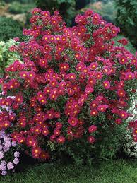 This plant offers sliver foliage that makes a beautiful groundcover. Aster Crimson Brocade Bluestone Perennials