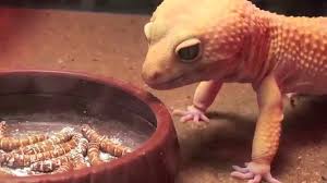 These worms should be no wider than the spaces between your geckos' eyes. Leopard Geckos Close Up Feeding On Mealworms New Project 7 Youtube