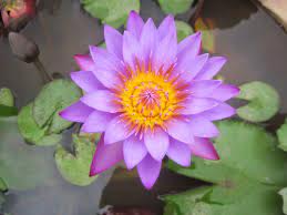 Pin On Garden Care Simplified
