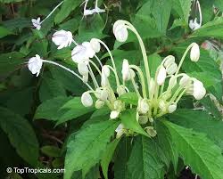 Image result for Rotheca