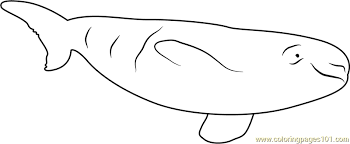 When citing a website the general format is as follows. Beluga Whale Relaxing Coloring Page For Kids Free Whale Printable Coloring Pages Online For Kids Coloringpages101 Com Coloring Pages For Kids