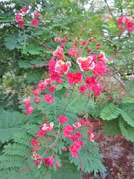 Image result for Caesalpinia