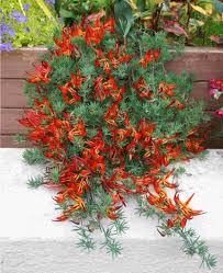 Image result for Lotus berthelotii