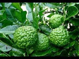 Jika kita balik ke kampung pokok ini banyak di tanam di halaman rumah dalam tanam. Jangan Sampai Menyesal Inilah 20 Manfaat Daun Jeruk Purut Untuk Kesehatan Youtube