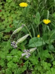 Image result for Silene burchellii