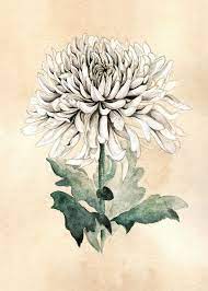 White Chrysanthemum Art Print Chrysanthemum Tattoo Chrysanthemum Flower Tattoo Flower Sketches