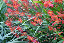 Flammenmeer Im Staudenbeet Garten Montbretien Staudenbeet Knollenpflanzen Pflanzen