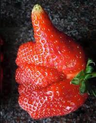 Pouce En Fraise Formes Bizarres Fruits Amusants Fruits Et Legumes