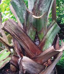 Image result for Belonophora coffeoides