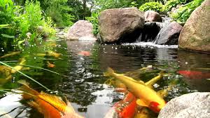 One that in the long run you will not be happy with. Designing A Feng Shui Koi Fish Pond Lovetoknow