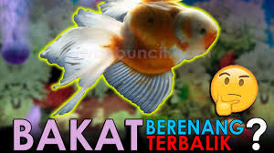 Mulut terkena ulser atau mata ikan? 3 Penyebab Dan Cara Menyembuhkan Berenang Terbalik Pada Ikan Mas Koki Yang Wajib Kamu Ketahui