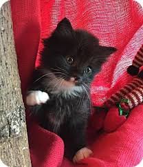 For long haired cats, the hair goes well past the shoulders. Union Ky Domestic Longhair Meet Noelle A Kitten For Adoption Kitten Adoption Pet Adoption Cats And Kittens