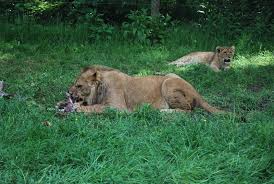 Parque safari chile, leones, tigres, herbívoros y safari jurásico, más que un zoológico, el safari de chile. Foto Leones En Parque Safari De Knowsley De Stock Gratuita Freeimages Com
