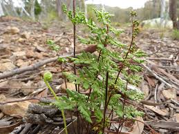 Image result for Cheilanthes