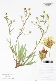 Image result for Lysimachia tenuicaulis