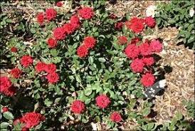 Be sure that your plant is in an area with good drainage. Mini Rose Rescue Dave S Garden