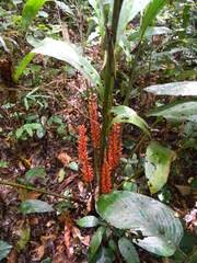 Image result for Renealmia africana