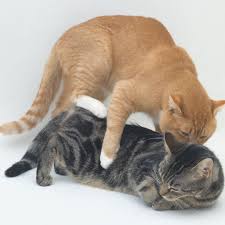 Check spelling or type a new query. Reasons Why A Neutered Cat Humps And How To Stop It