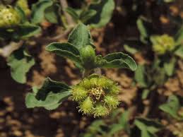 Image result for Acanthospermum australe