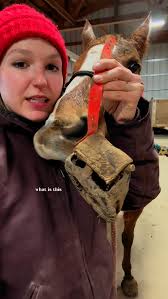 #ad Around here we are in full mud season. I’m just glad that  @scootbootsdownunder are easier to clean than Zeena is…, #horses  #horseriding #greenhorse #horsecare