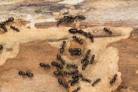 Pest control zone is dedicated to helping you get rid of nasty pests as quickly and safely as possible. Carpenter Ant Pest Control Plunkett S Pest Control