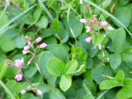 Image result for Desmodium incanum