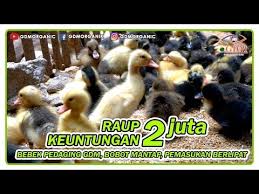 Yuk, dapatkan bibitnya ditempat kami. Cara Ternak Bebek Pedaging Agar Keuntungan Naik Sebanyak 455