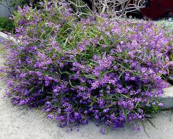Image result for Hardenbergia