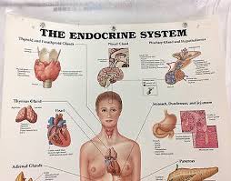 Anatomy Chart Poster Vintage Acc 1996 The Endocrine System