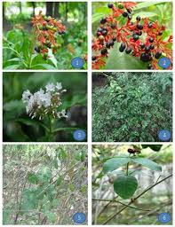 Image result for Apocynaceae subfamilies Apocynoideae and Rauvolfioideae