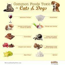 Common Foods Toxic For Cats And Dogs Foods Bad For Dogs Dangerous Foods For Dogs Pet Market
