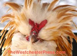 A buff (colored) laced polish chicken. Scary Chicken Story For Halloween 2012 Corinne Tippett And The Westchester Press