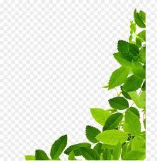 Search and download 17000+ free hd leaf png images with transparent background online from lovepik. Download Leaves Png Images Background Toppng