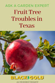 Many of these fruits are. Fruit Tree Troubles In Texas Pomegranate Banana Cherry Fruit Trees Fruit Growing Strawberries