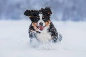 Die lebenserwartung liegt beim berner sennenhund im durchschnitt bei etwa acht jahren. Berner Sennenhund
