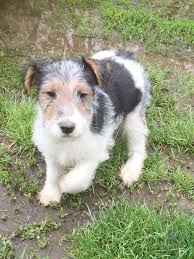 Image result for foxterier drsnosrstý