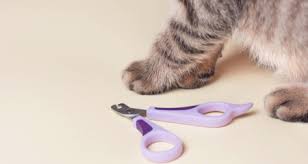 Yes, cats do get claws that grow into their pads if not clipped. Nail Care 101 How To Trim Your Cat S Nails Petcoach
