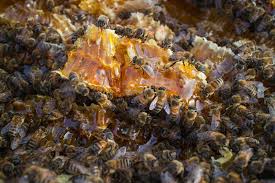 We provide expert bee removal services throughout the us. Protect Your Home From Bees Menace With Bees Removal Perth Services