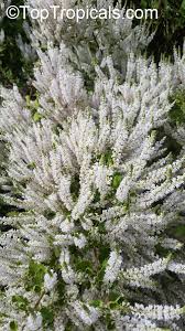 Image result for Tetradenia