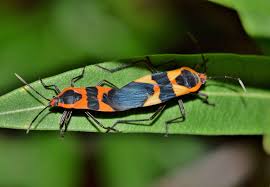 Arthropod Back To Back Biology Black And Orange Breed Breeding Bug Close Up Copulate Creature Entomology Fly Milkweed Milkweed Seeds Milkweed Plant
