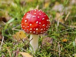 Fliegenpilz Giftige Pilze Pilze Waldpilze