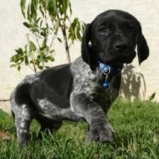 Why buy a german shorthaired pointer puppy for sale if you can adopt and save a life? Bonnet German Shorthaired Pointer Puppy 636014 Puppyspot