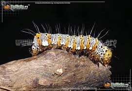 It is found in the eastern part of the united states and in parts of canada and mexico. Eight Spotted Forester Moth Alypia Octomaculata