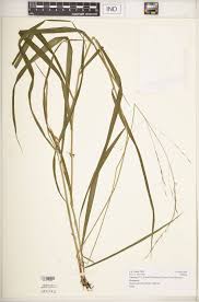 Image result for Festuca africana