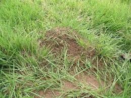 Urban Ipm Rain And Imported Fire Ants Fire Ants Ants Rain