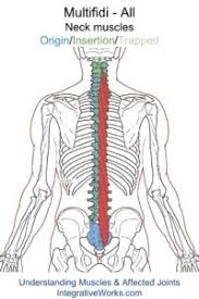 Pin On Muscles