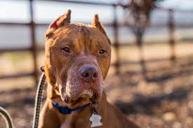 Maybe you would like to learn more about one of these? A Beautiful Bonding Journey Marley S Mutts Rescues Second Tongueless Dog News Tehachapinews Com